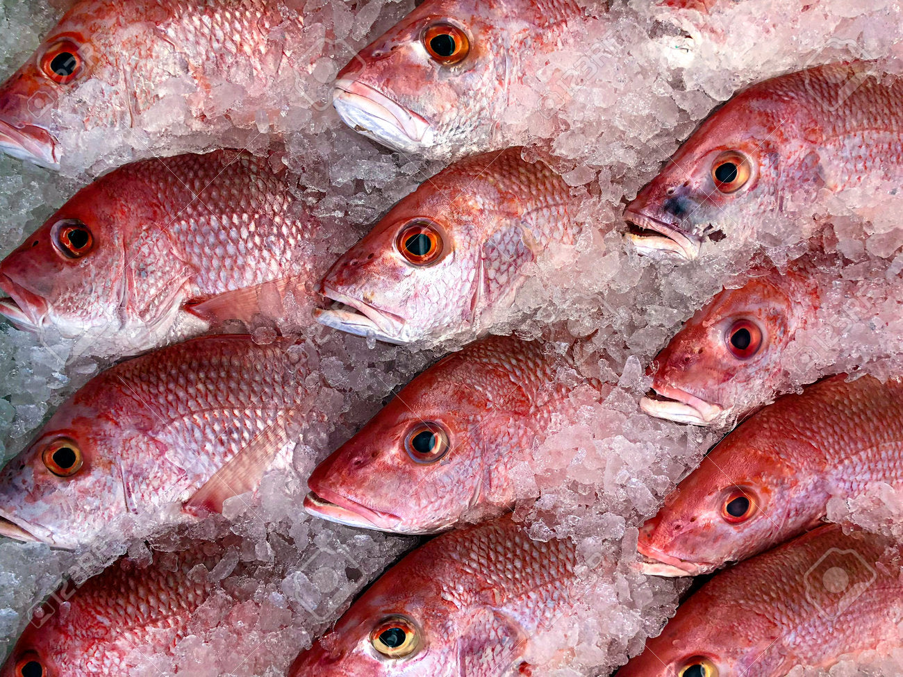 Pargo Rojo Entero