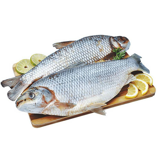 Bocachico